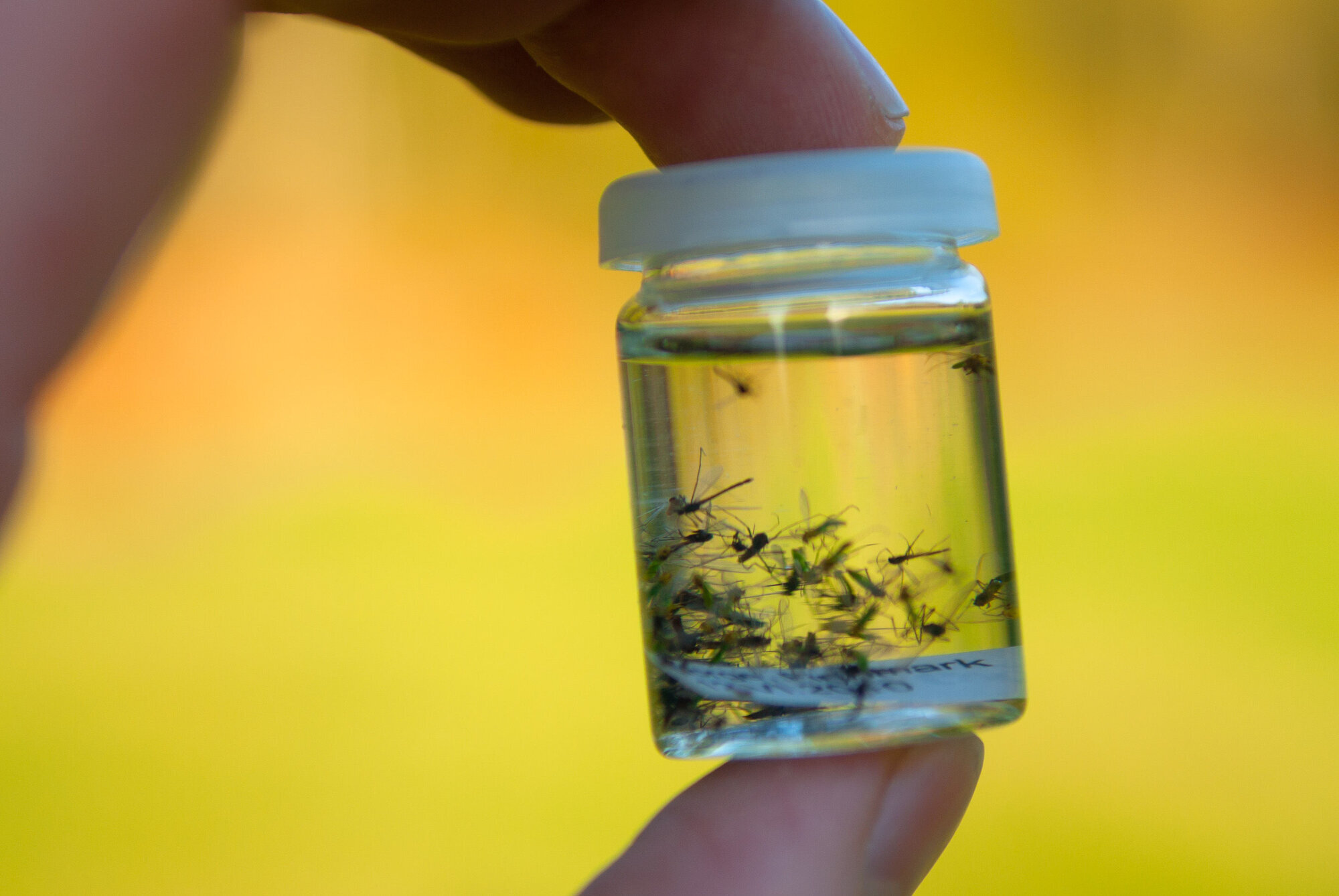 innsamlet mygg på boks bildet viser innsamlet mygg på boks