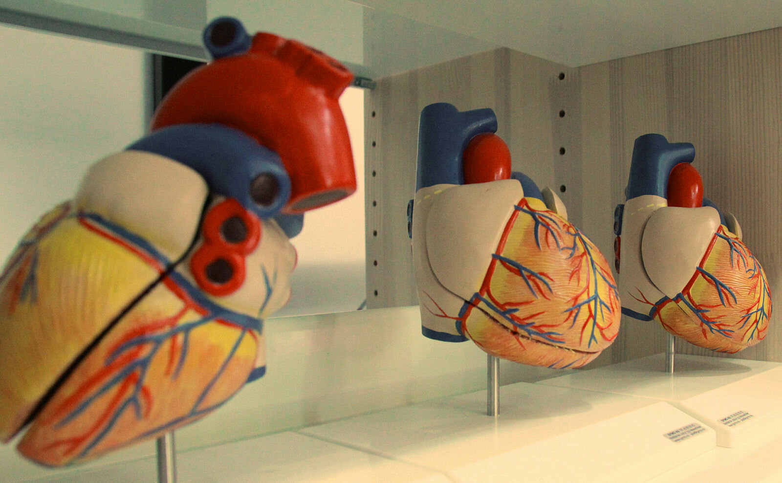 Anatomi Anatomisk modell av hjerte