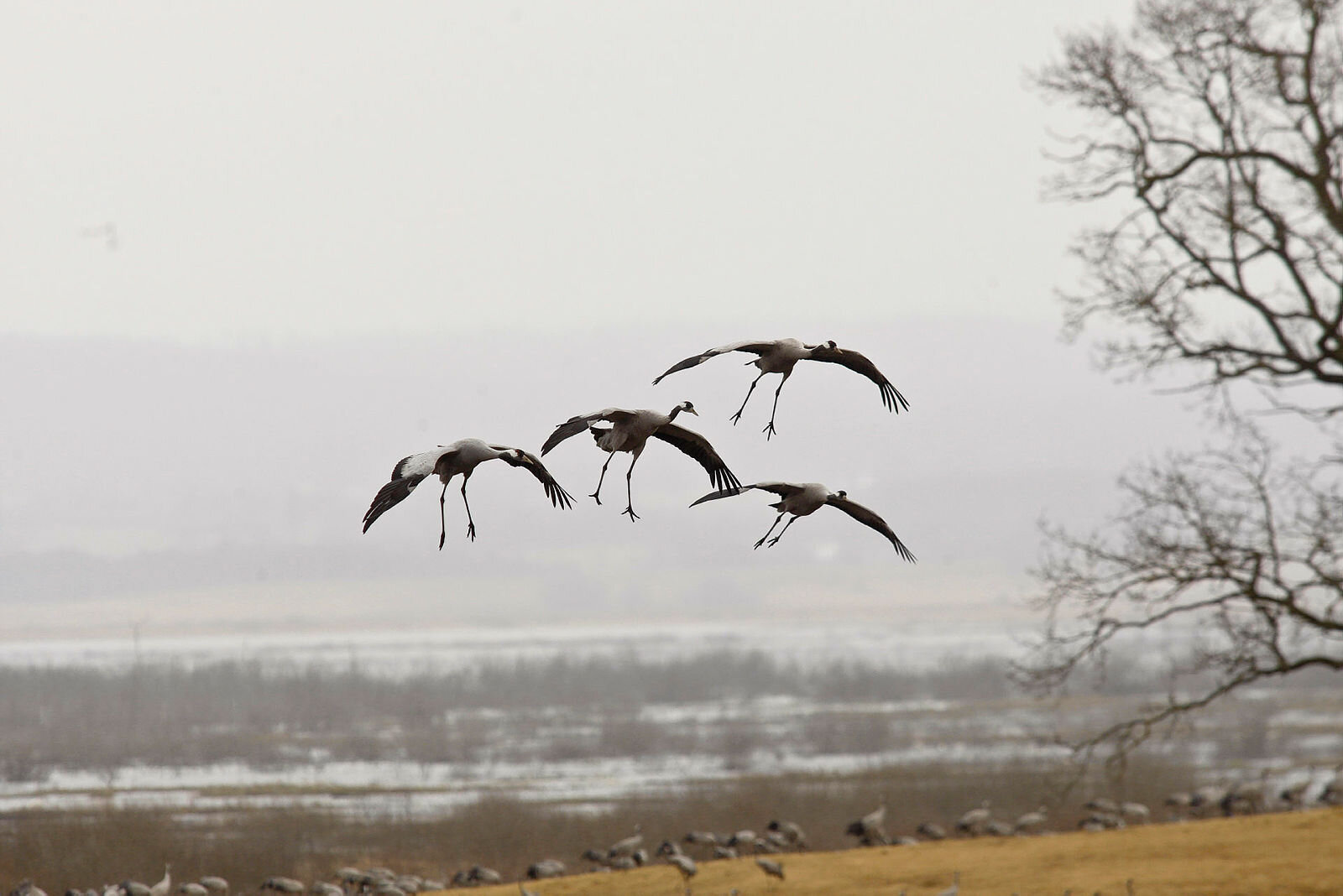 Fugler Bildet viser fugler som flyr om høsten
