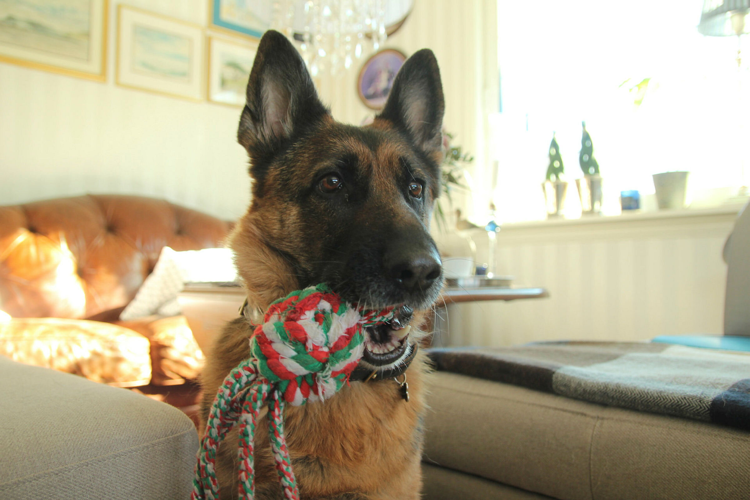 Hund Bilde av schæferhund