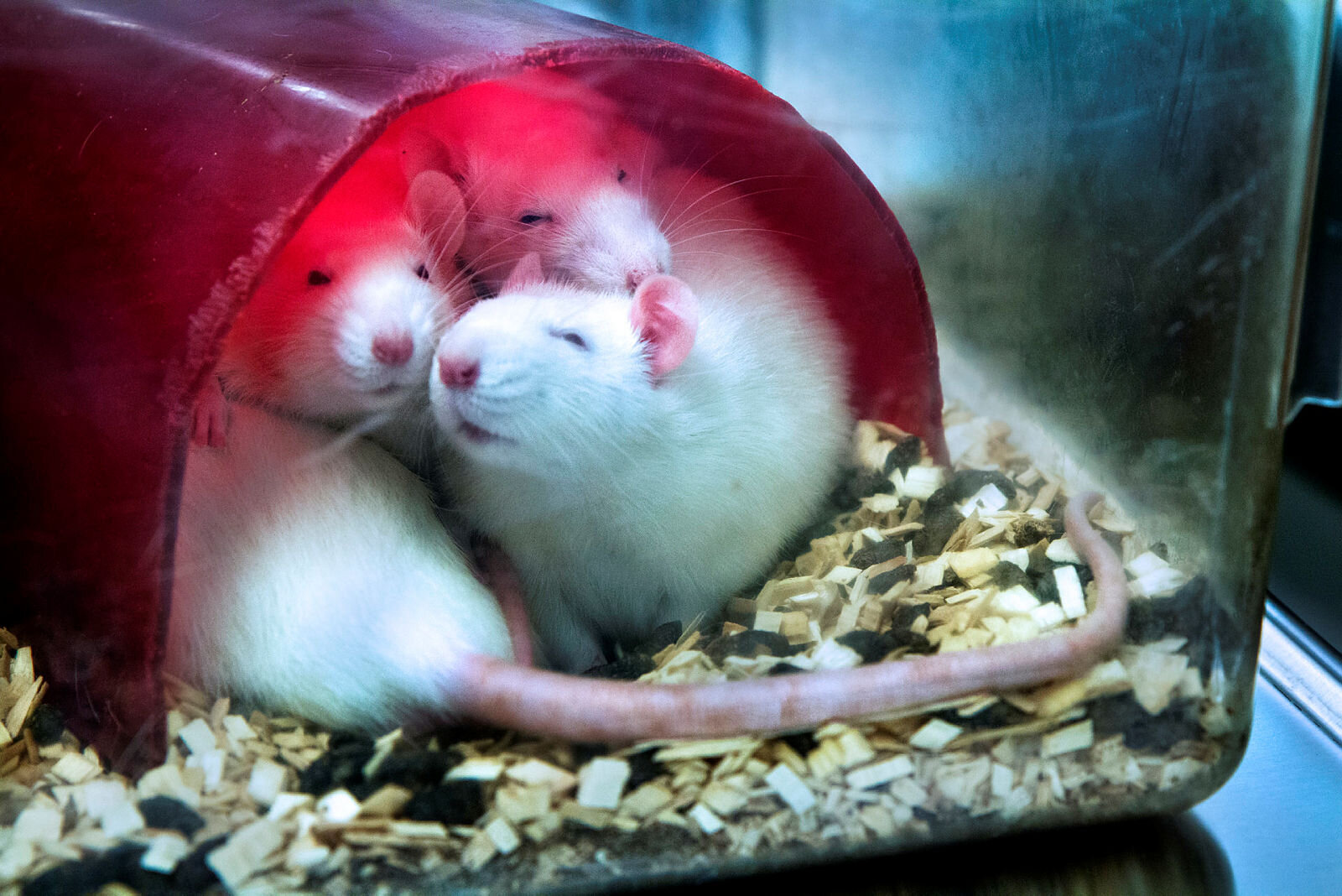 Forsøksrotter Forsøksrotter på institutt for biologisk og medisinsk psykologi, UiB, Bergen