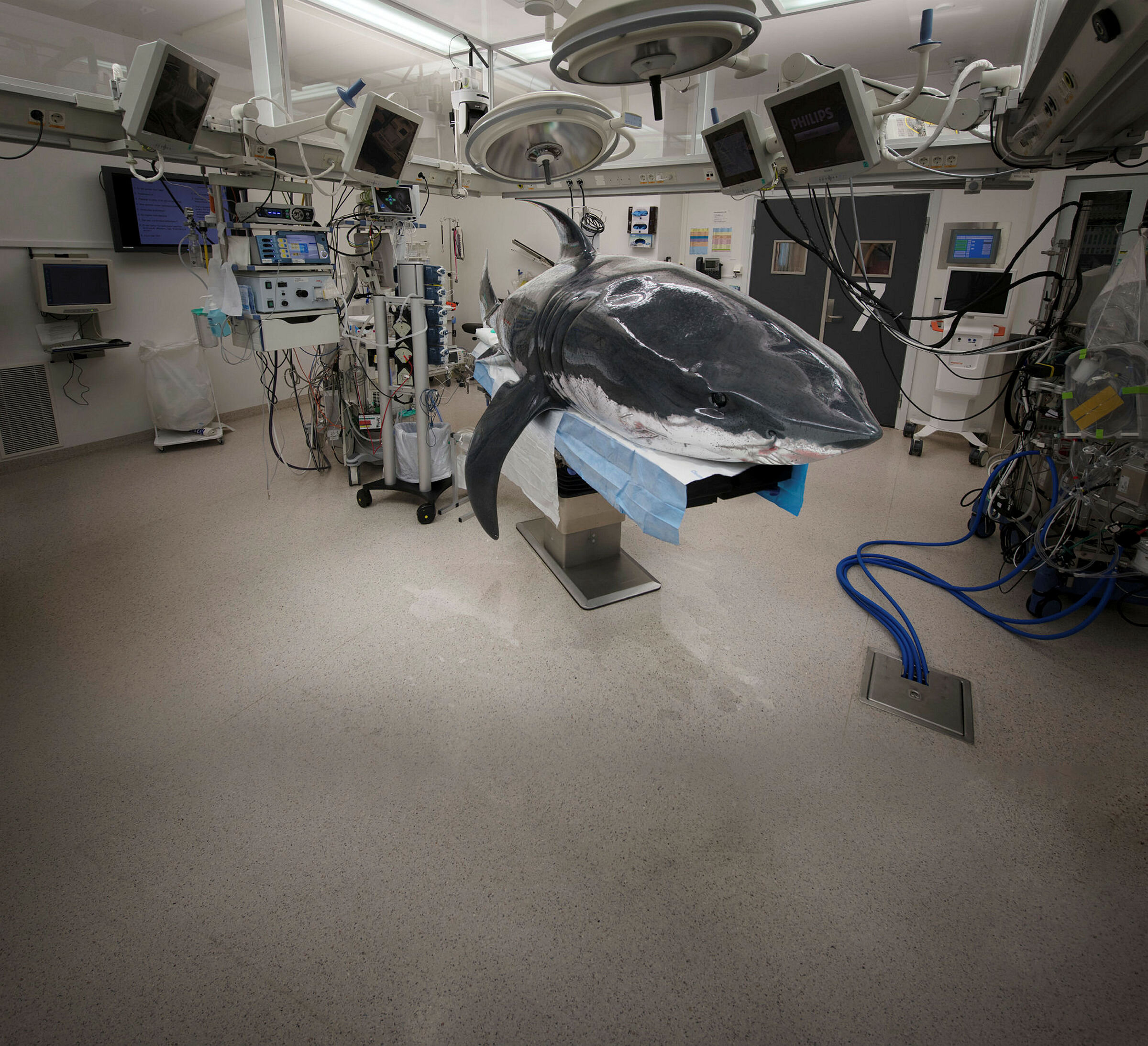 HAI på sykehus En hai som ligger på operasjonsbordet