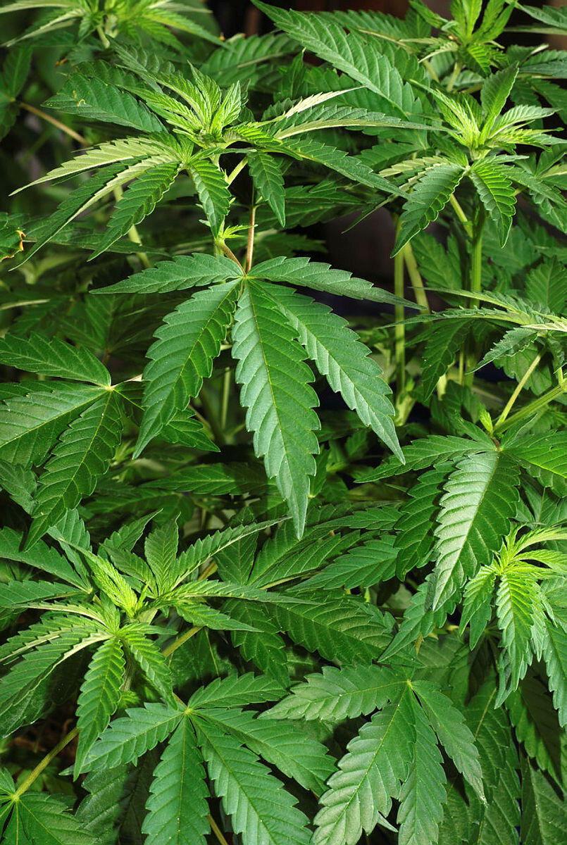 Cannabis Bildet viser cannabisblader