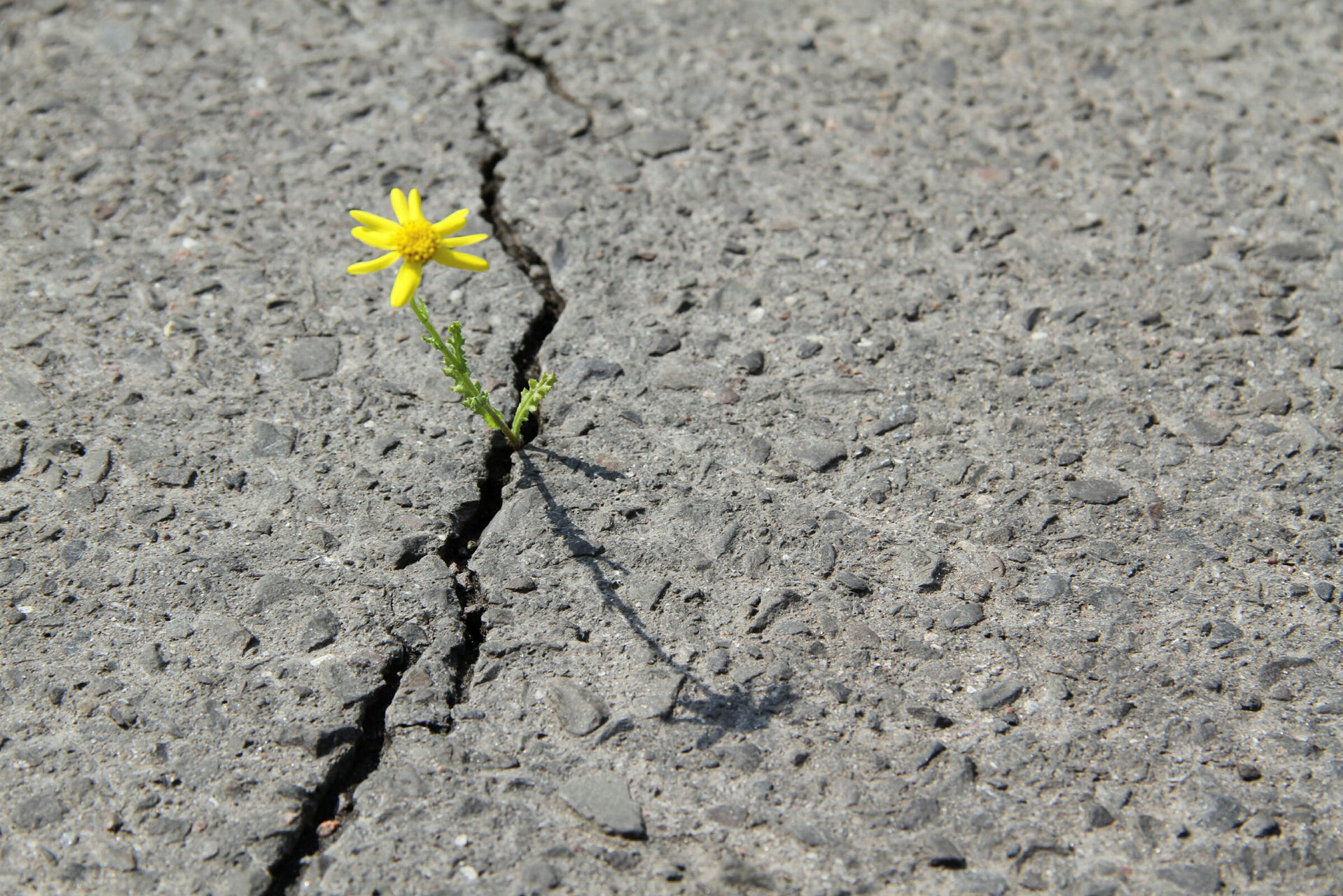 Løvetann gjennom asfalten Bildet viser en løvetann som presser seg gjennom asfalten.
