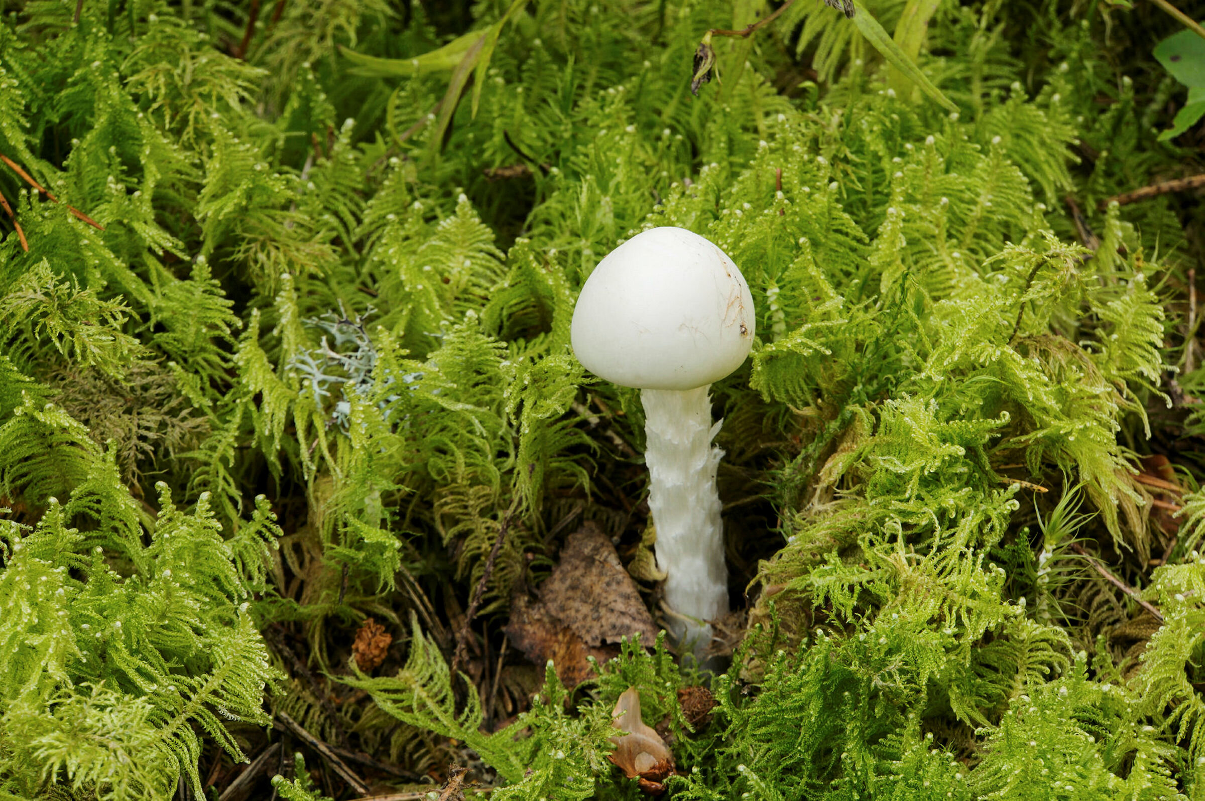 Hvit fluesopp Bildet viser en hvit fluesopp.