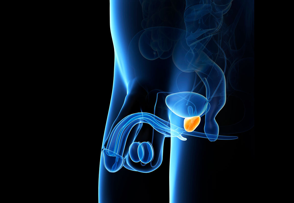 Datagenerert anatomi av mannens underliv, prostata er markert. Illustrasjonen viser anatomi av mannens underliv, prostata er markert.