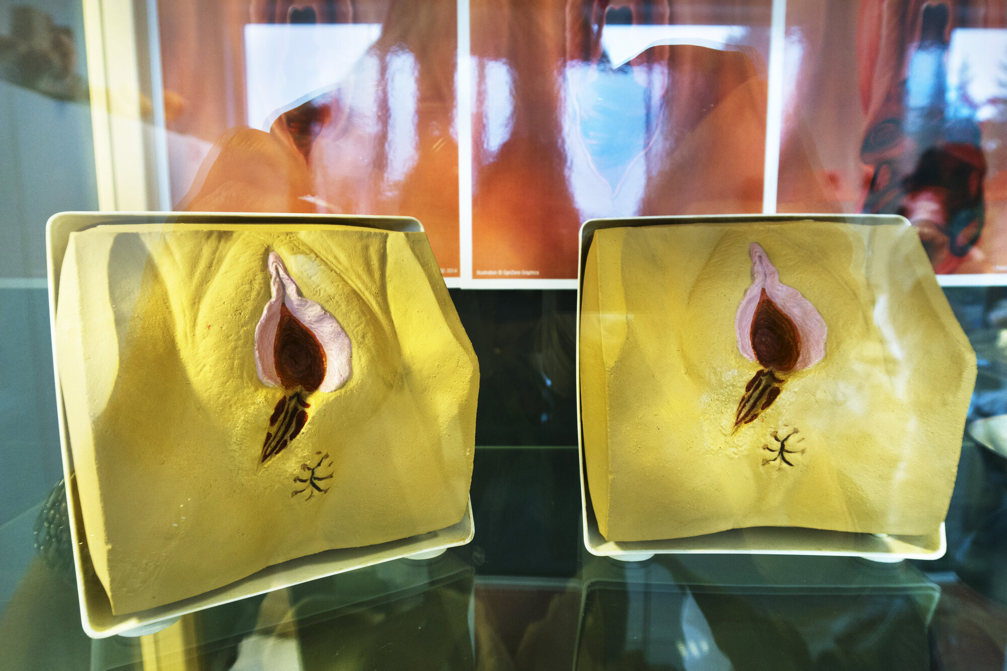 Anatomimodell Anatomimodell