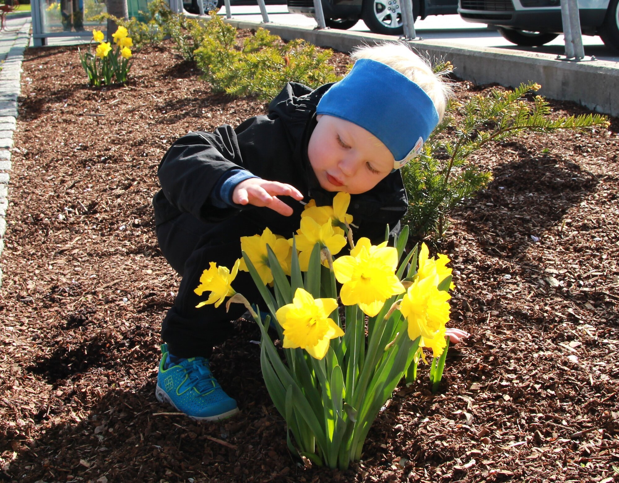 Sebastian lukter på gule påskeliljer til ære for fotografen. Sebastian lukter på gule påskeliljer.