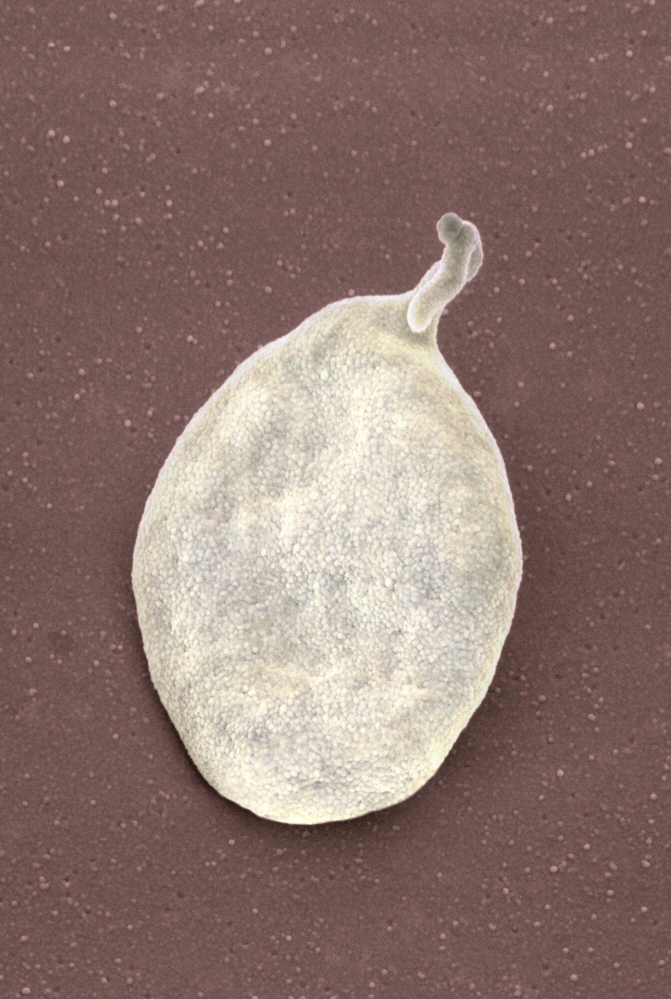 trombocytt Bildet viser en trombocytt.