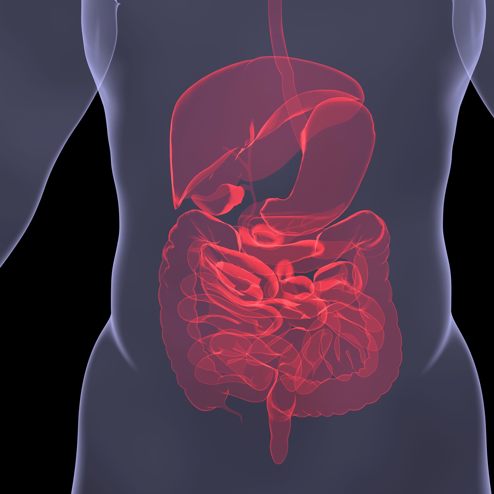 Tarmen Dataillustrasjon av tarmen