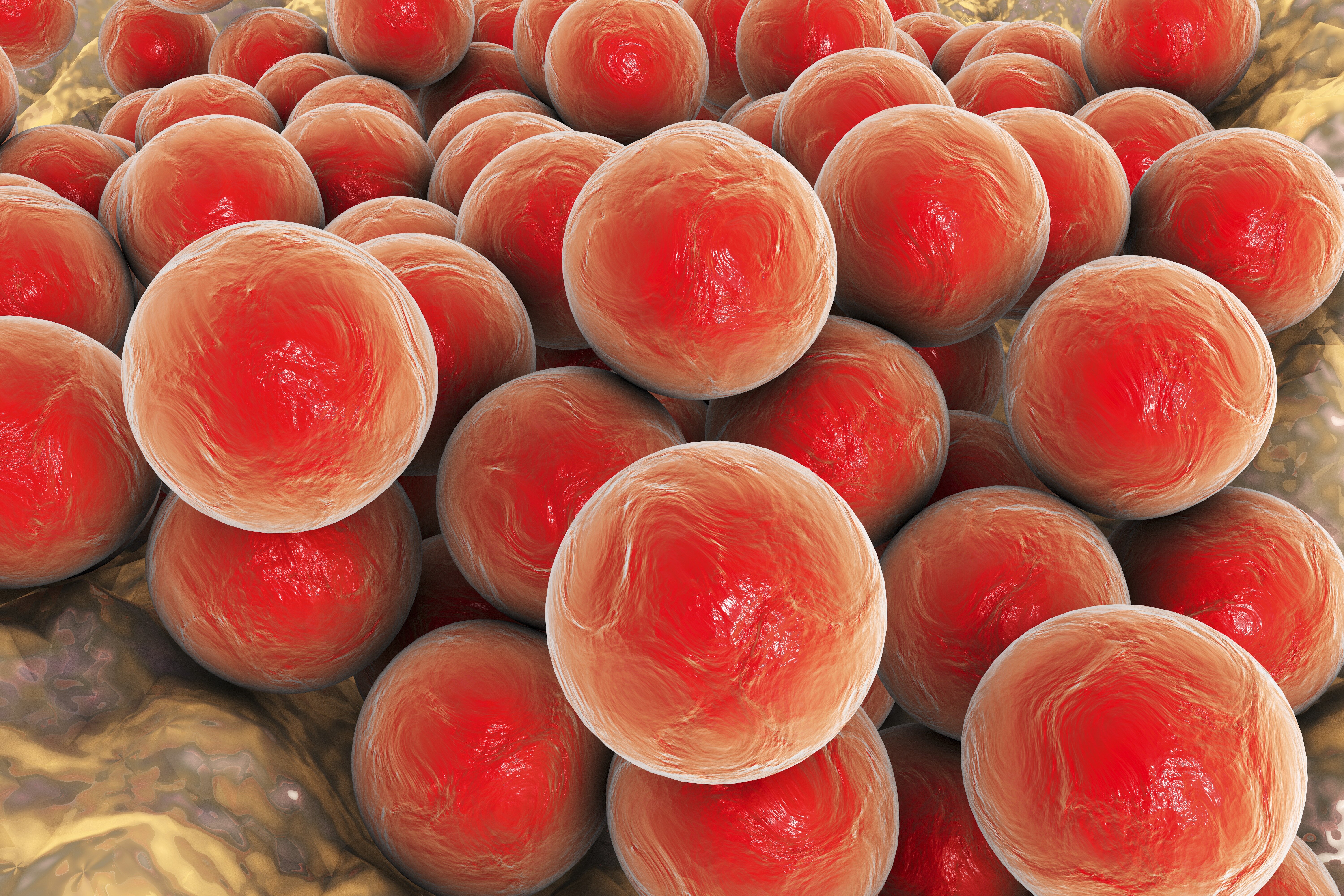 Gule stafylokokker Illustrasjonen viser gule stafylokokker.