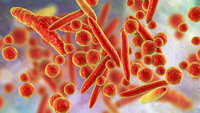 Bildet er et illustrasjonsfoto av mykoplasmabakterien