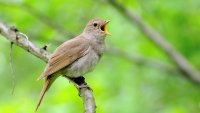 Nattergal Bildet viser en nattergal som synger