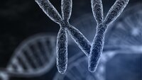 Bilde av et mannlig og kvinnelig kromoson