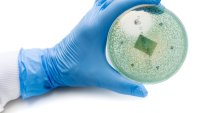 Antibiotikaresistens, forskning Bildet viser en hanskekledt hånd som holder en petriskål.