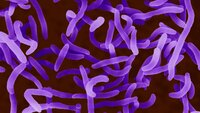 Bildet viser vibriobakterien Vibrio cholerae