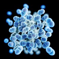 Bildet viser vankomycinresistente enterokokker (VRE)