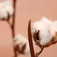 Bildet viser en bomullsplante
