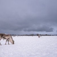 Reinsdyr på vinterbeite