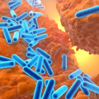 Pseudomonas aeruginosa