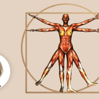 Illustrasjonen viser en kvinnekropp som den vitruvianske kvinnen.