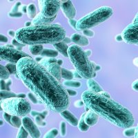 Illustrasjonen viser Bordetella Pertussis.