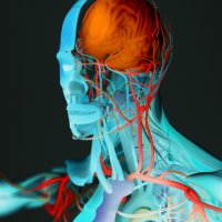 Illustrasjon av menneskekroppens anatomi