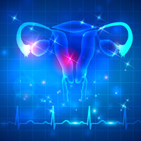 Illustrasjonsbilde av kvinnelige reproduksjonsorganer